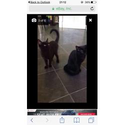 2 x female kittens 20 weeks old litter trained etc