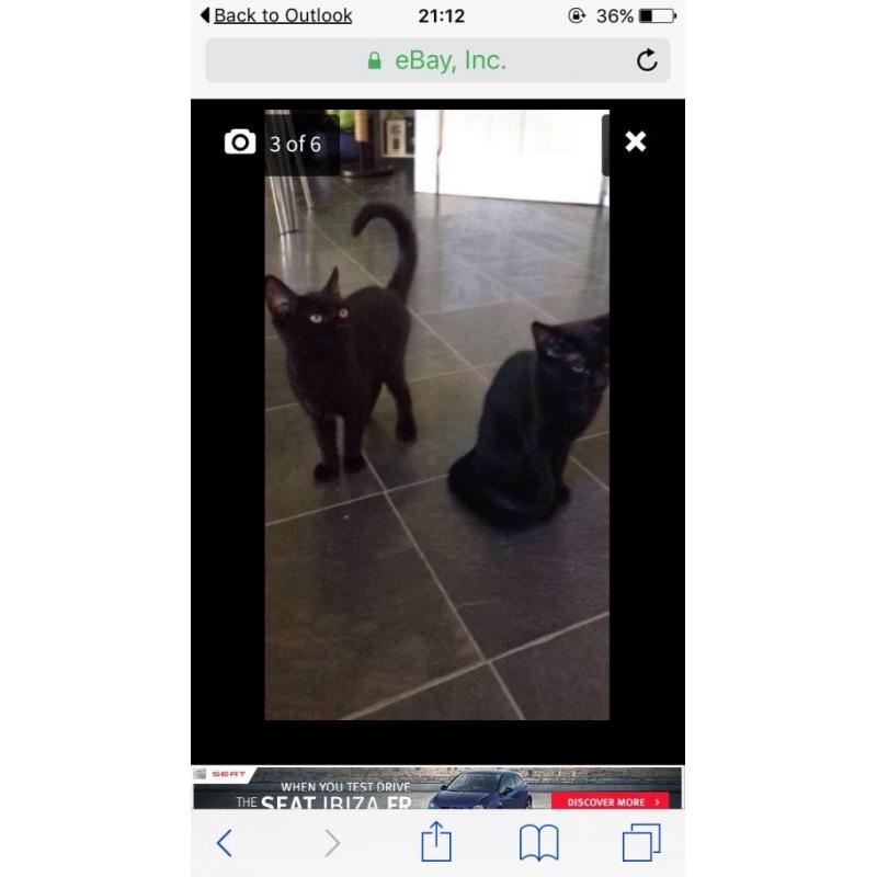 2 x female kittens 20 weeks old litter trained etc