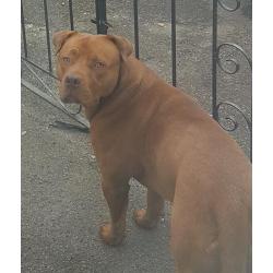 Dougue de bourdex x sharpei