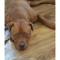 Dougue de bourdex x sharpei