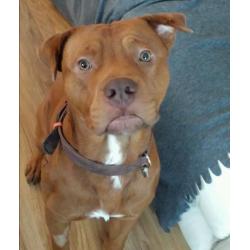 Dougue de bourdex x sharpei