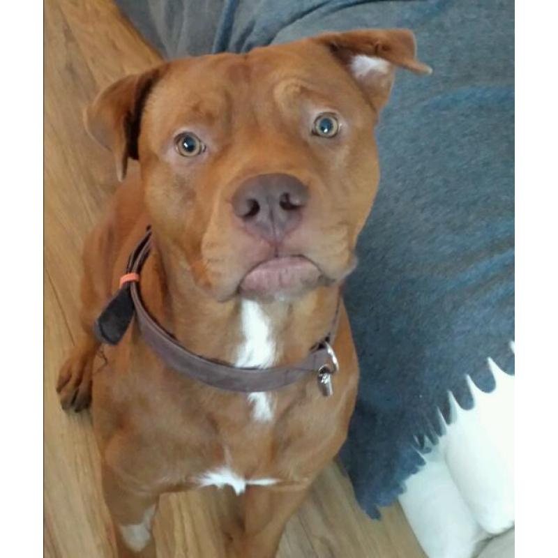 Dougue de bourdex x sharpei