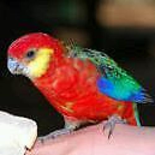 Rosellas