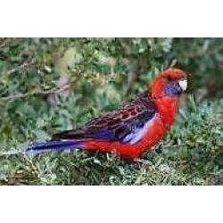 Rosellas
