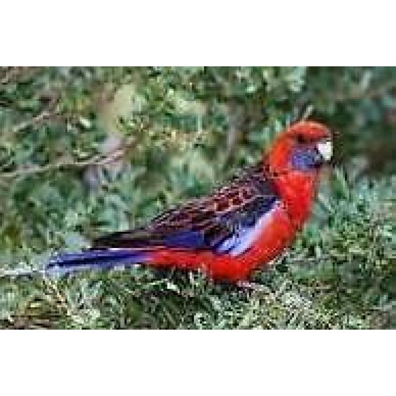 Rosellas