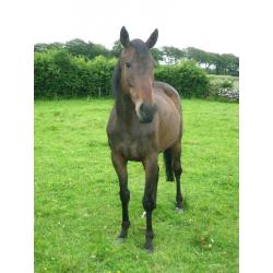 4yr old Thoroughbred filly