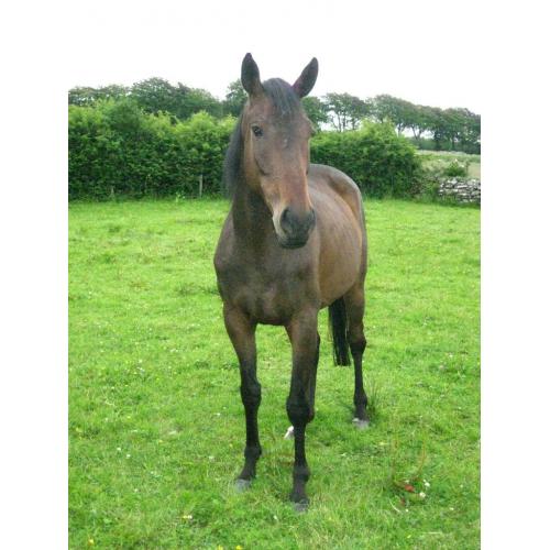 4yr old Thoroughbred filly