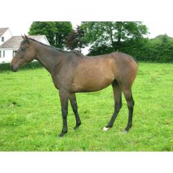 4yr old Thoroughbred filly