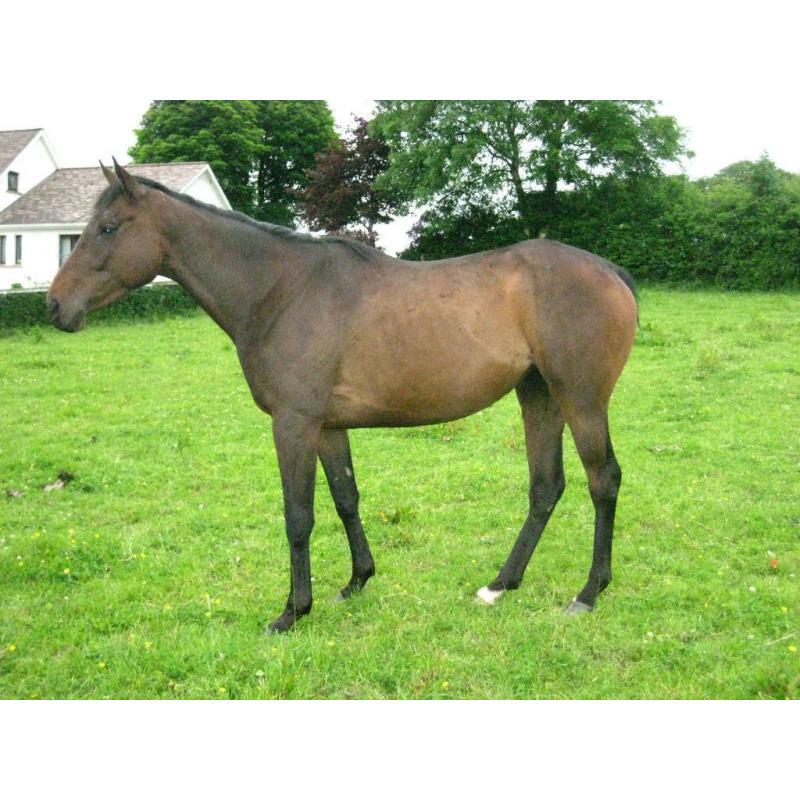 4yr old Thoroughbred filly
