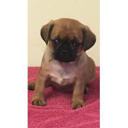 Pugalier pups for sale
