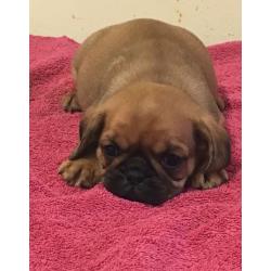 Pugalier pups for sale