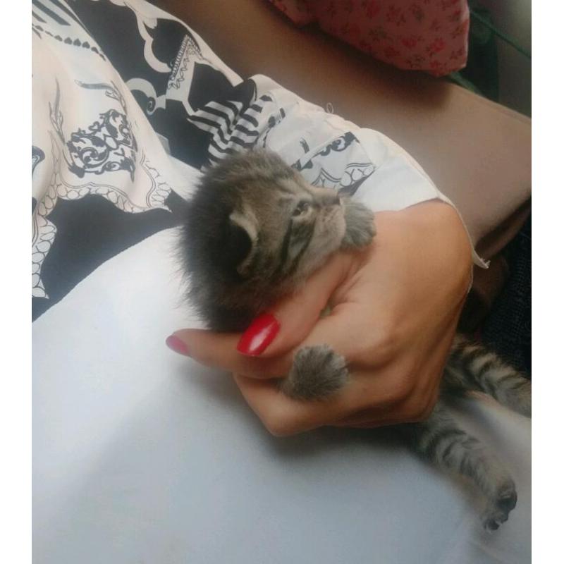 Russian Blue X Bengal kittens ready 9th September!