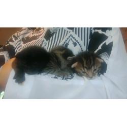 Russian Blue X Bengal kittens ready 9th September!
