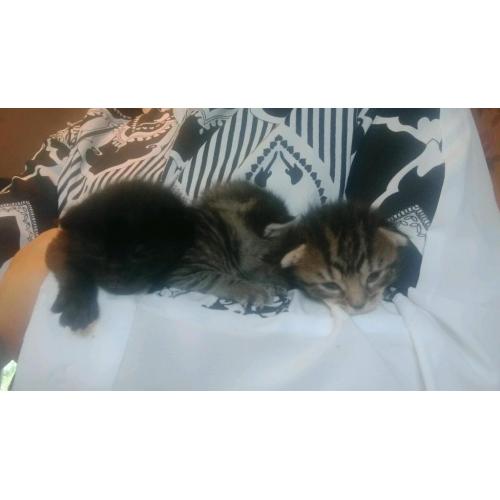 Russian Blue X Bengal kittens ready 9th September!