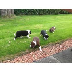 Border collie pups