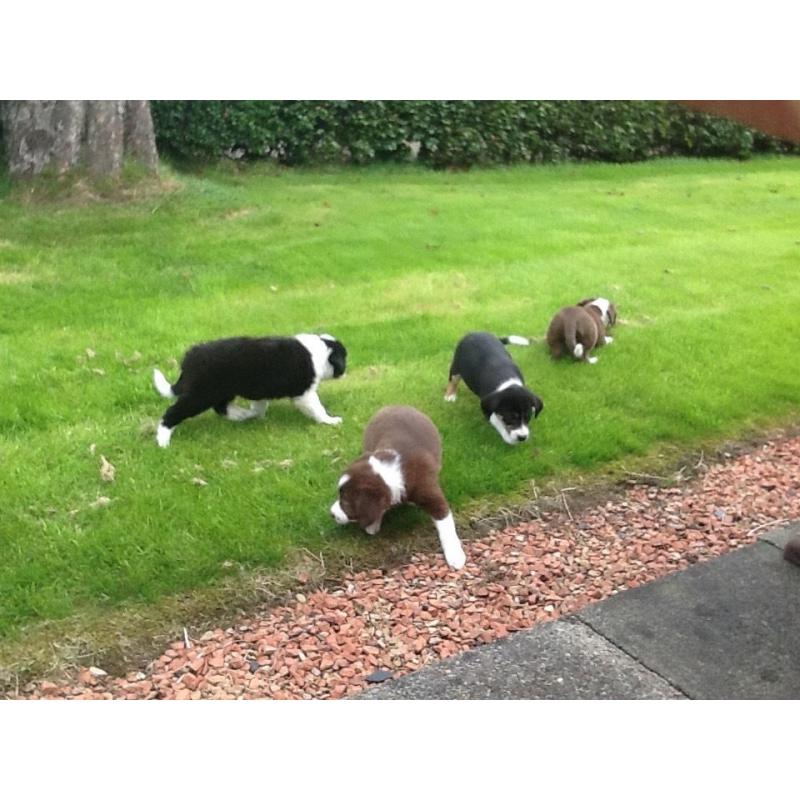Border collie pups