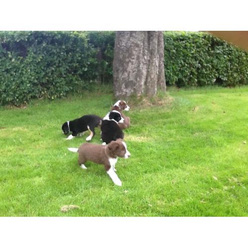 Border collie pups