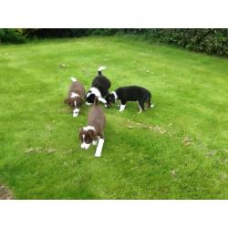 Border collie pups