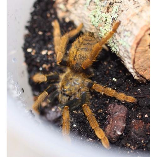 Tarantulas
