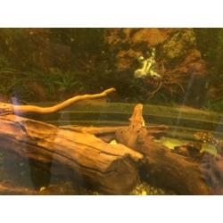 Five foot fish tank for sale
