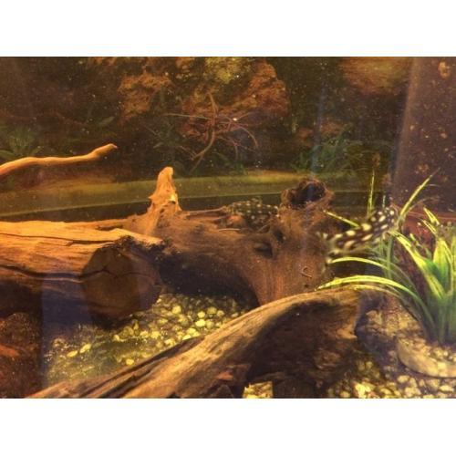 Five foot fish tank for sale