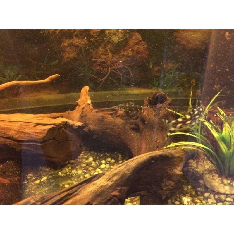 Five foot fish tank for sale