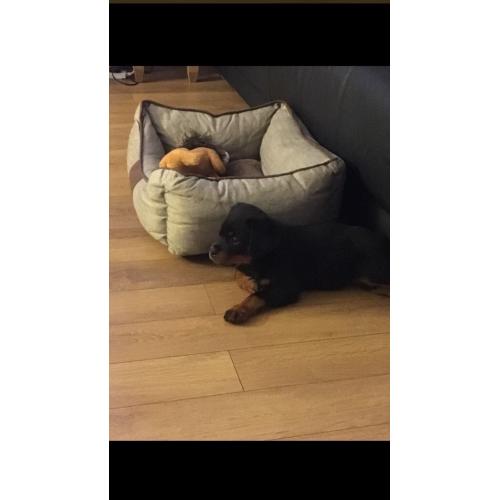 Female Rottweiler kc