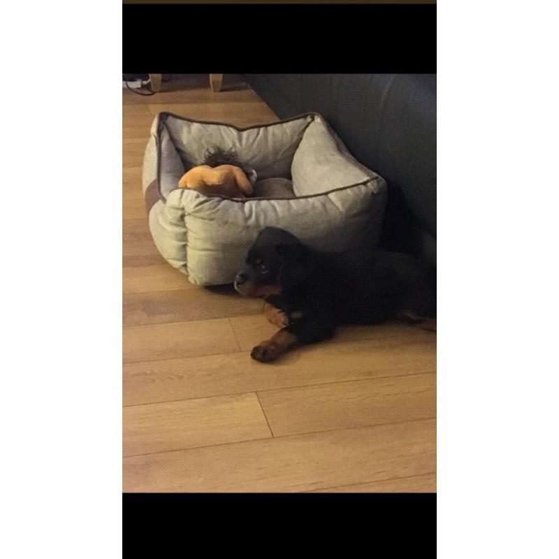 Female Rottweiler kc
