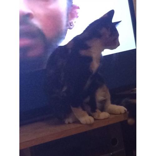 Cat for sale