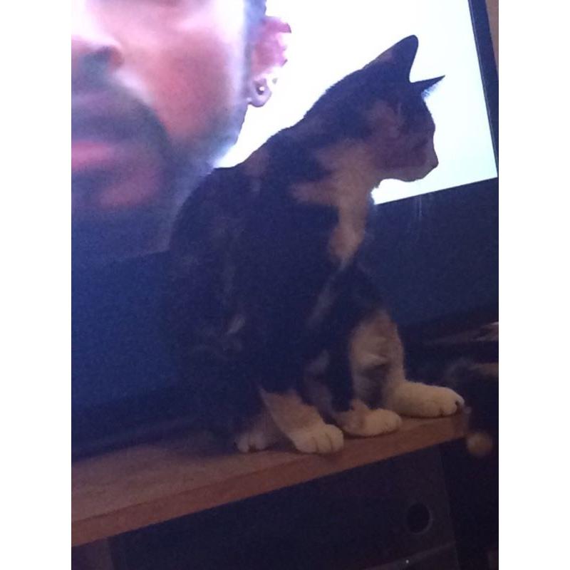 Cat for sale