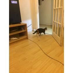 Cat for sale