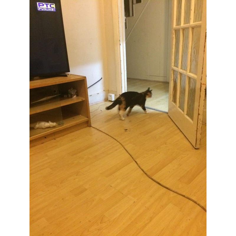 Cat for sale
