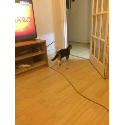 Cat for sale