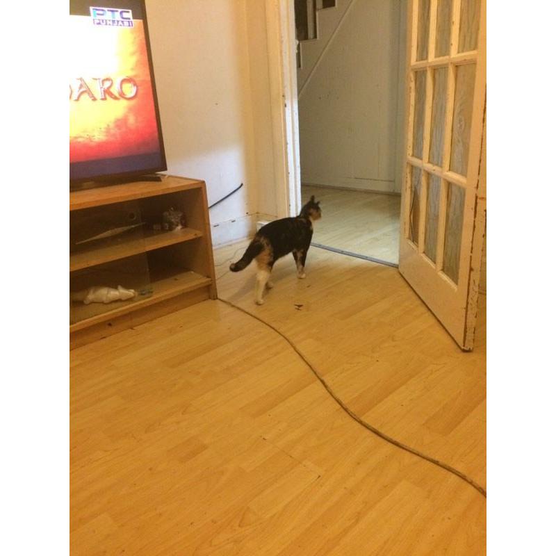 Cat for sale