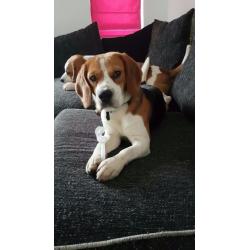 two male beagles