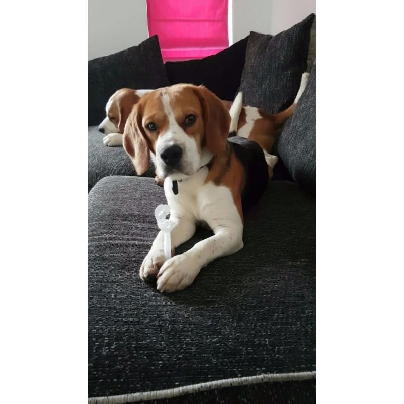 two male beagles