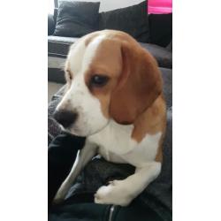 two male beagles