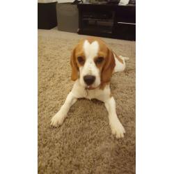 two male beagles