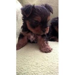 Gorgeous Yorkshire Terrier puppies