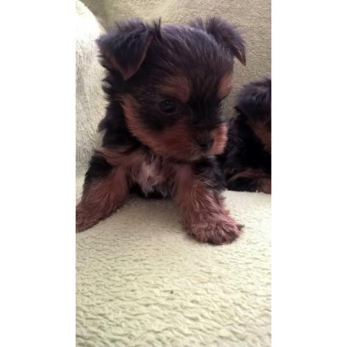 Gorgeous Yorkshire Terrier puppies
