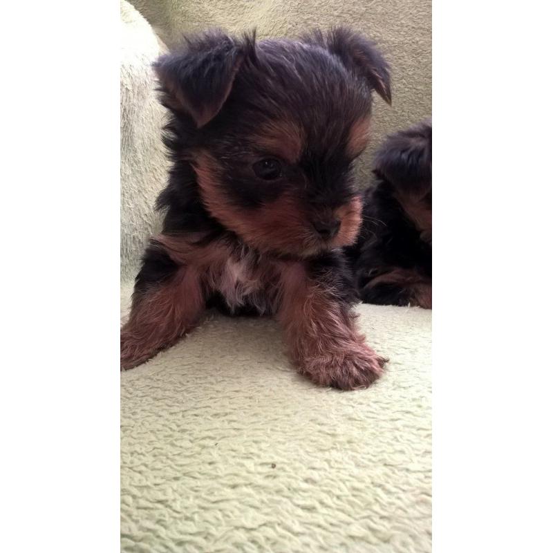 Gorgeous Yorkshire Terrier puppies