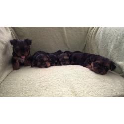 Gorgeous Yorkshire Terrier puppies