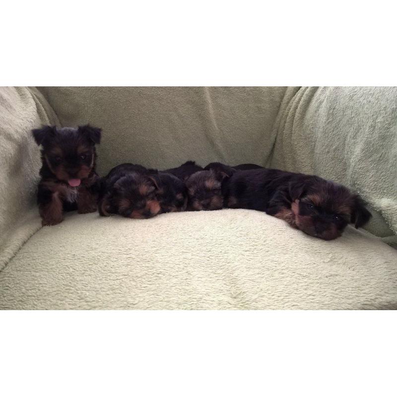 Gorgeous Yorkshire Terrier puppies