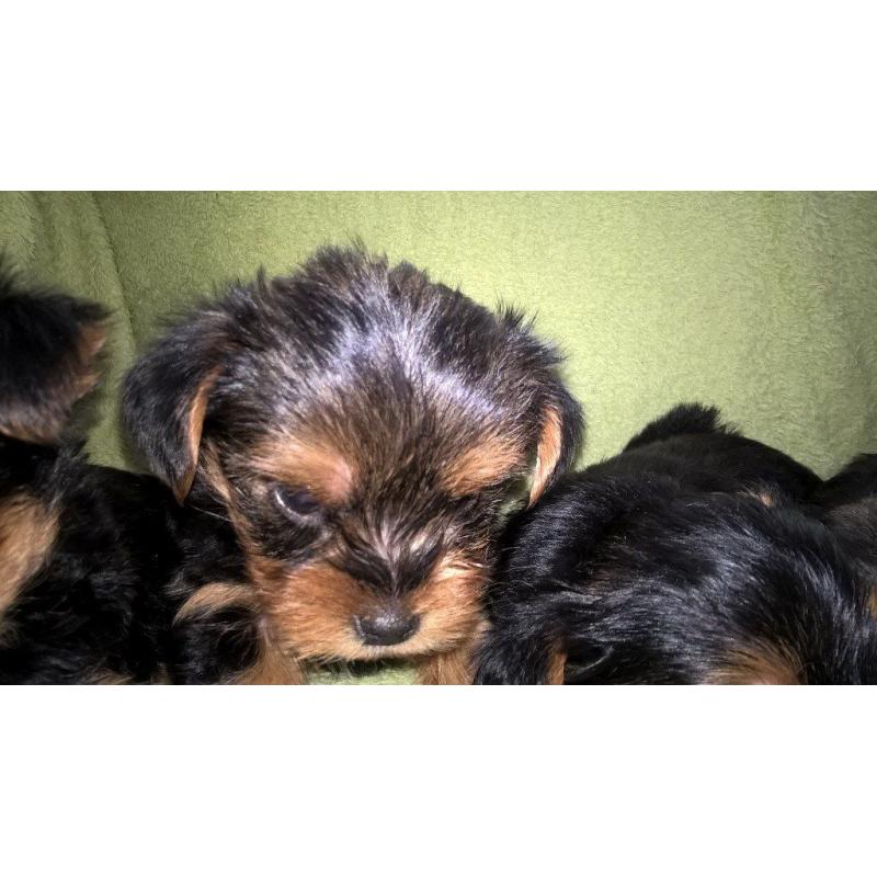 Gorgeous Yorkshire Terrier puppies