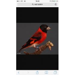 Black headed red Siskin