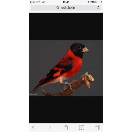 Black headed red Siskin
