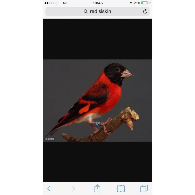 Black headed red Siskin