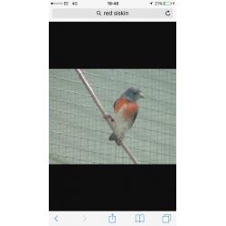Black headed red Siskin