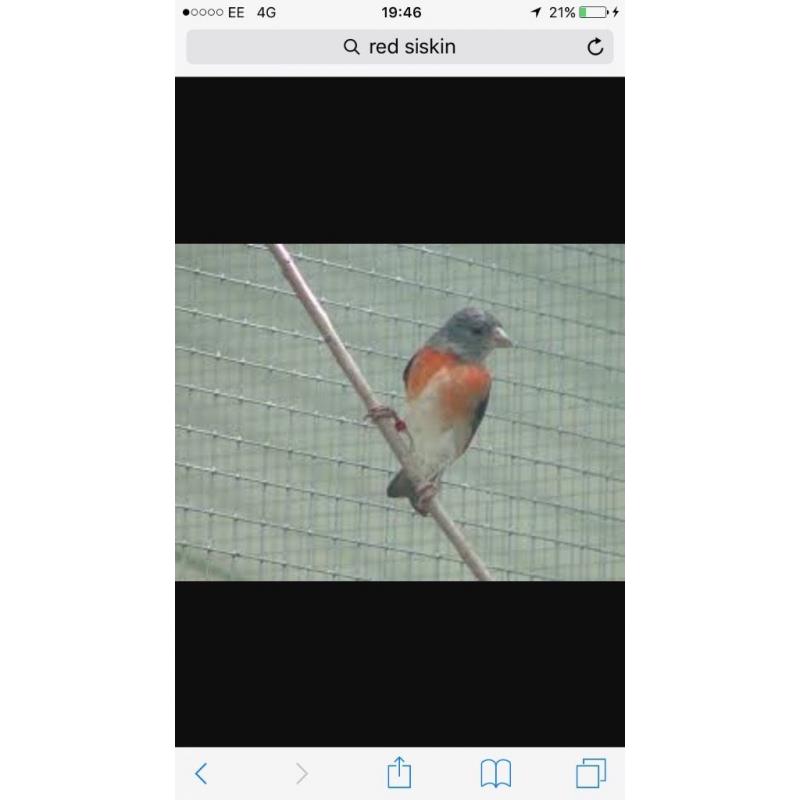 Black headed red Siskin