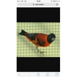 Black headed red Siskin